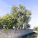 L'albero di ulivo pi vecchio della strada 